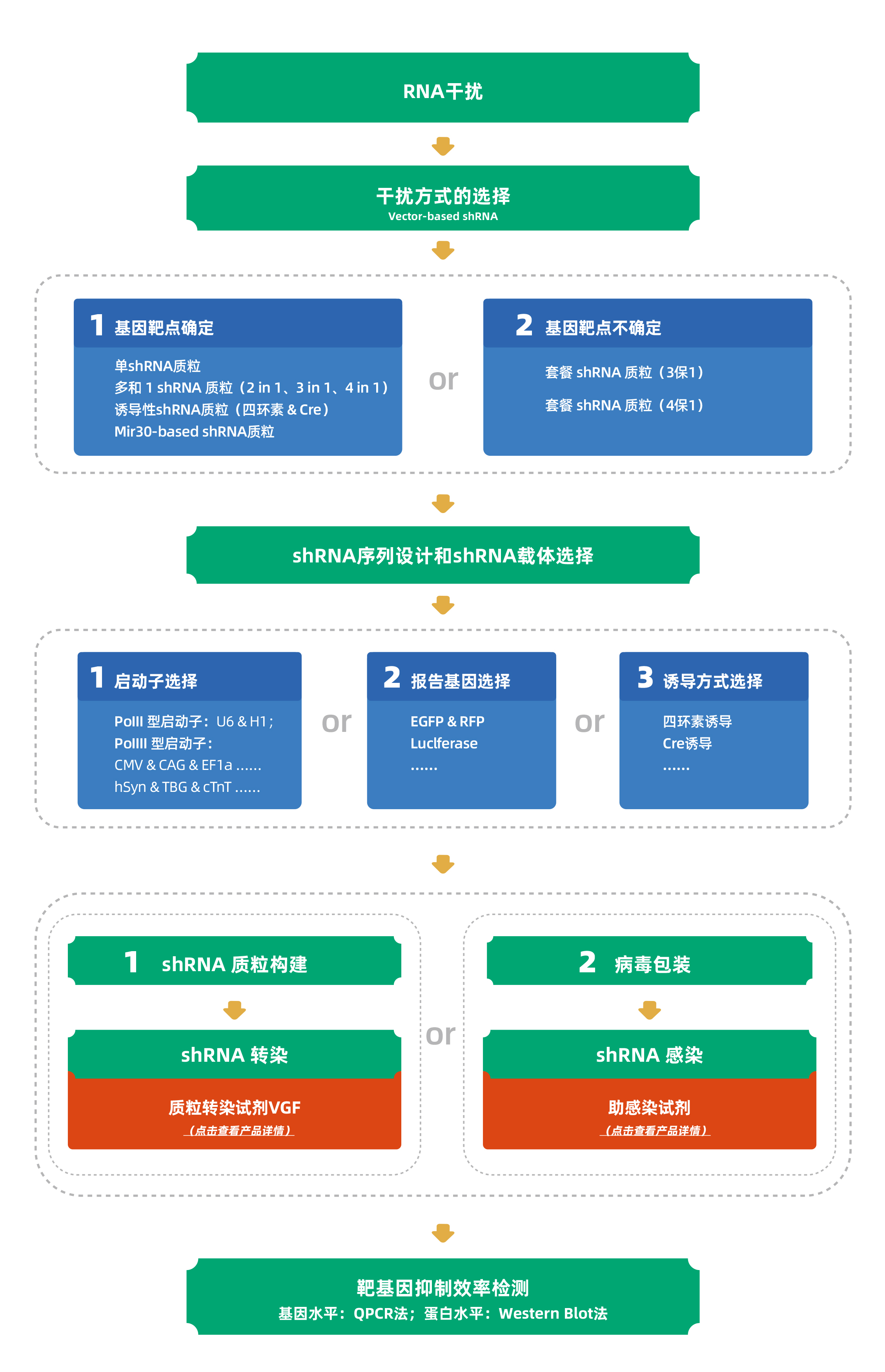 shRNA克隆服務流程圖