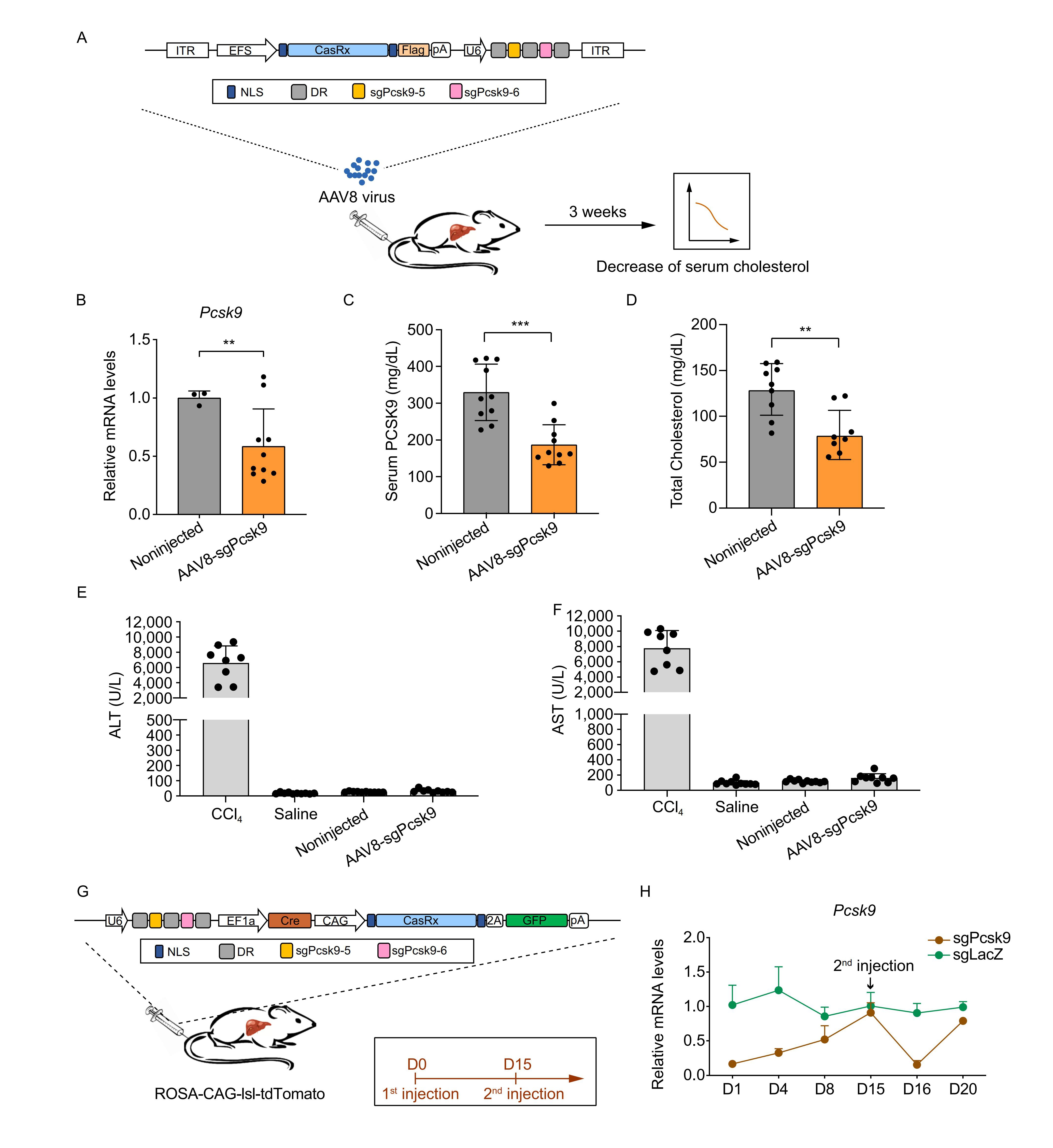 維真生物-CasRx介導的血清膽固醇降低和PCSK9可逆調節